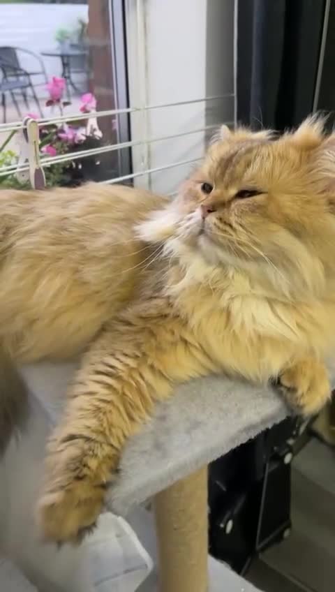 Persian cats for sale: Persian Male Cat  - Video 1