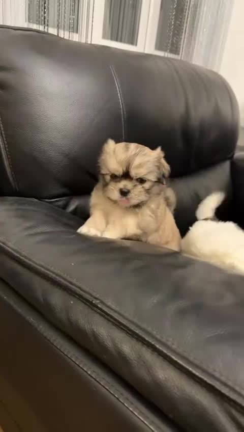 Shih Tzu dogs for sale: Shih tzu puppy - Video 3