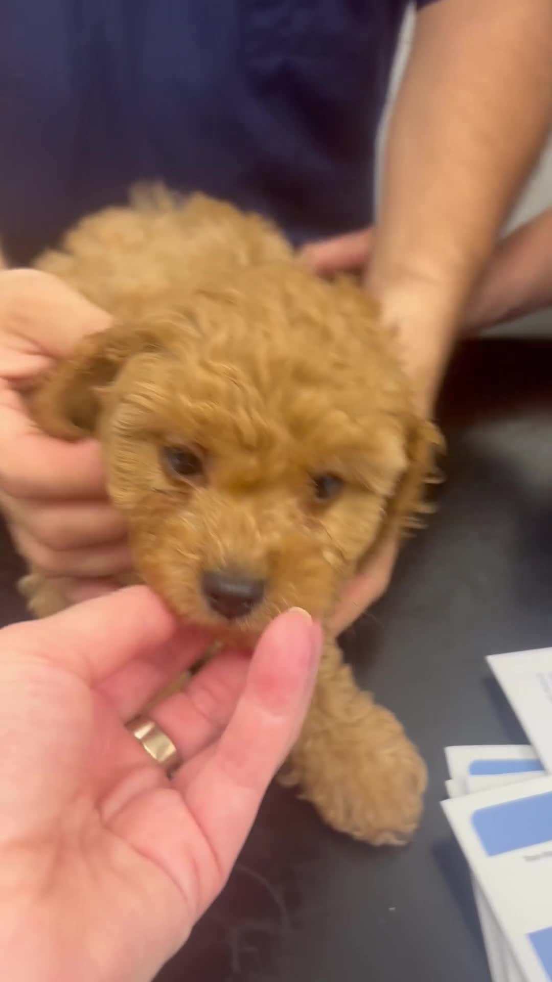Cavapoo dogs for sale: ⭐️6 CAVAPOO’S Ready Now in CHESHIRE⭐️ - Video 5