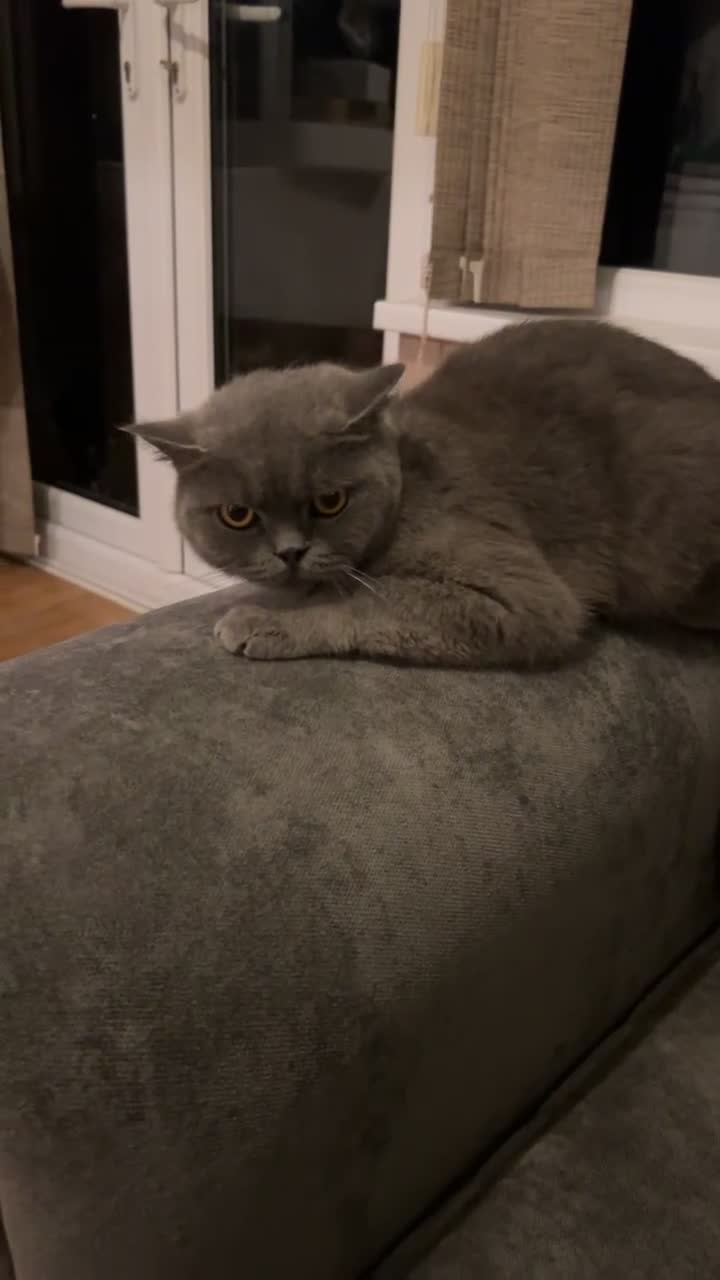 British Shorthair cats for sale: 3 Beautiful British ShortHair Cats - Video 2