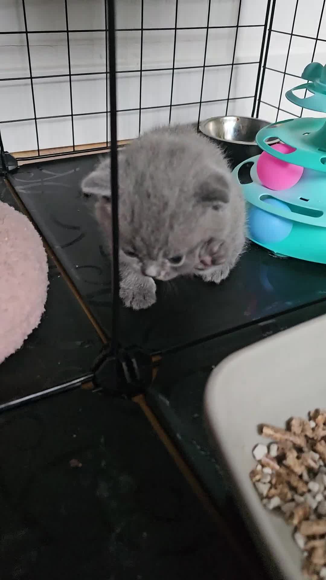 British Shorthair cats for sale: GCCF blue male  - Video 1