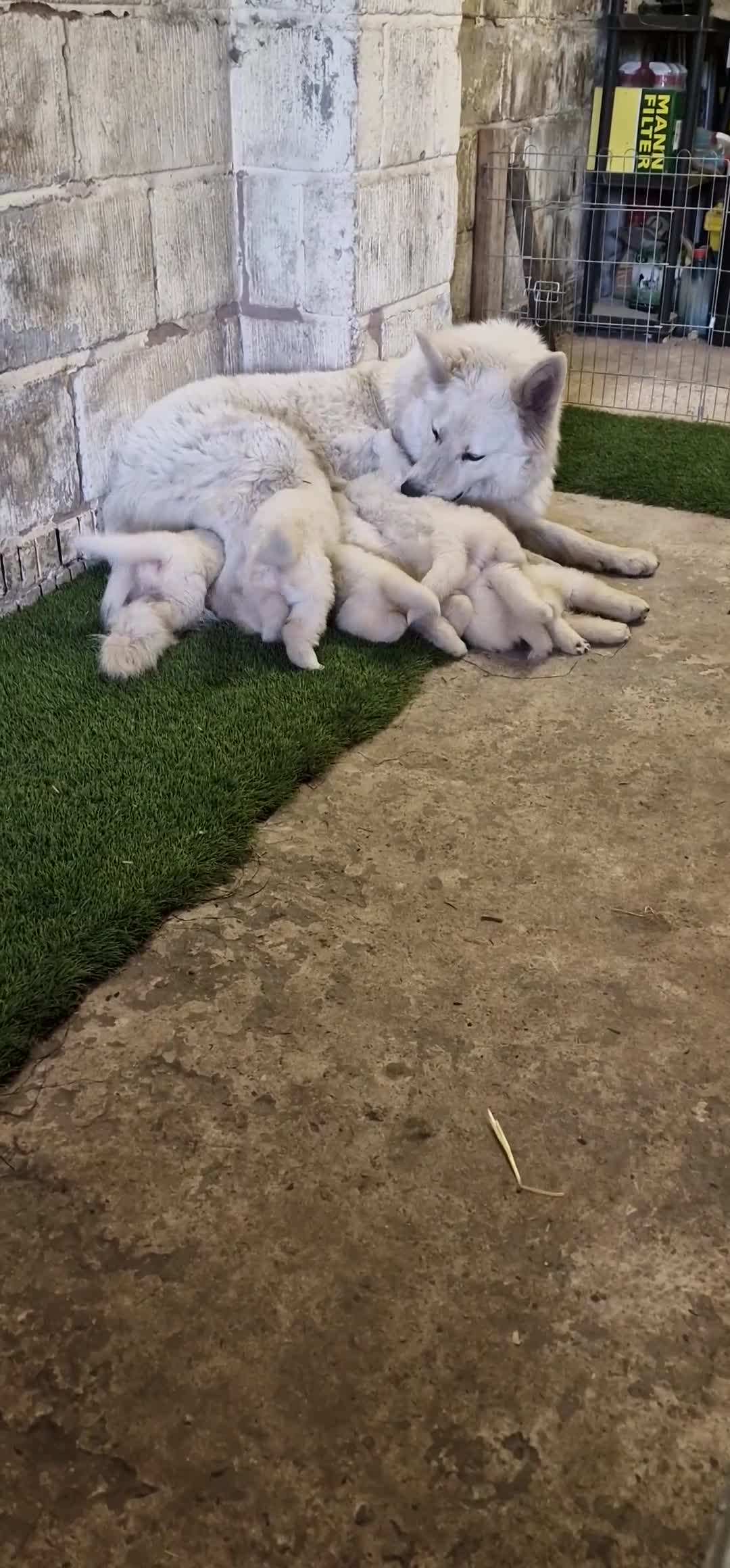 German Shepherd dogs for sale: 🔥White GSD Puppies - Ready 11th June🔥 - Video 1