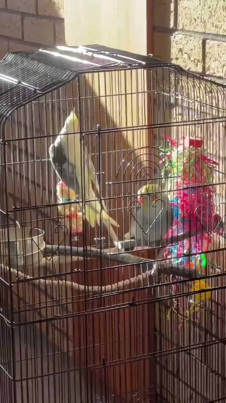 Cockatiels birds for sale: Couple Cockatiels  in Edinburgh - Video 1