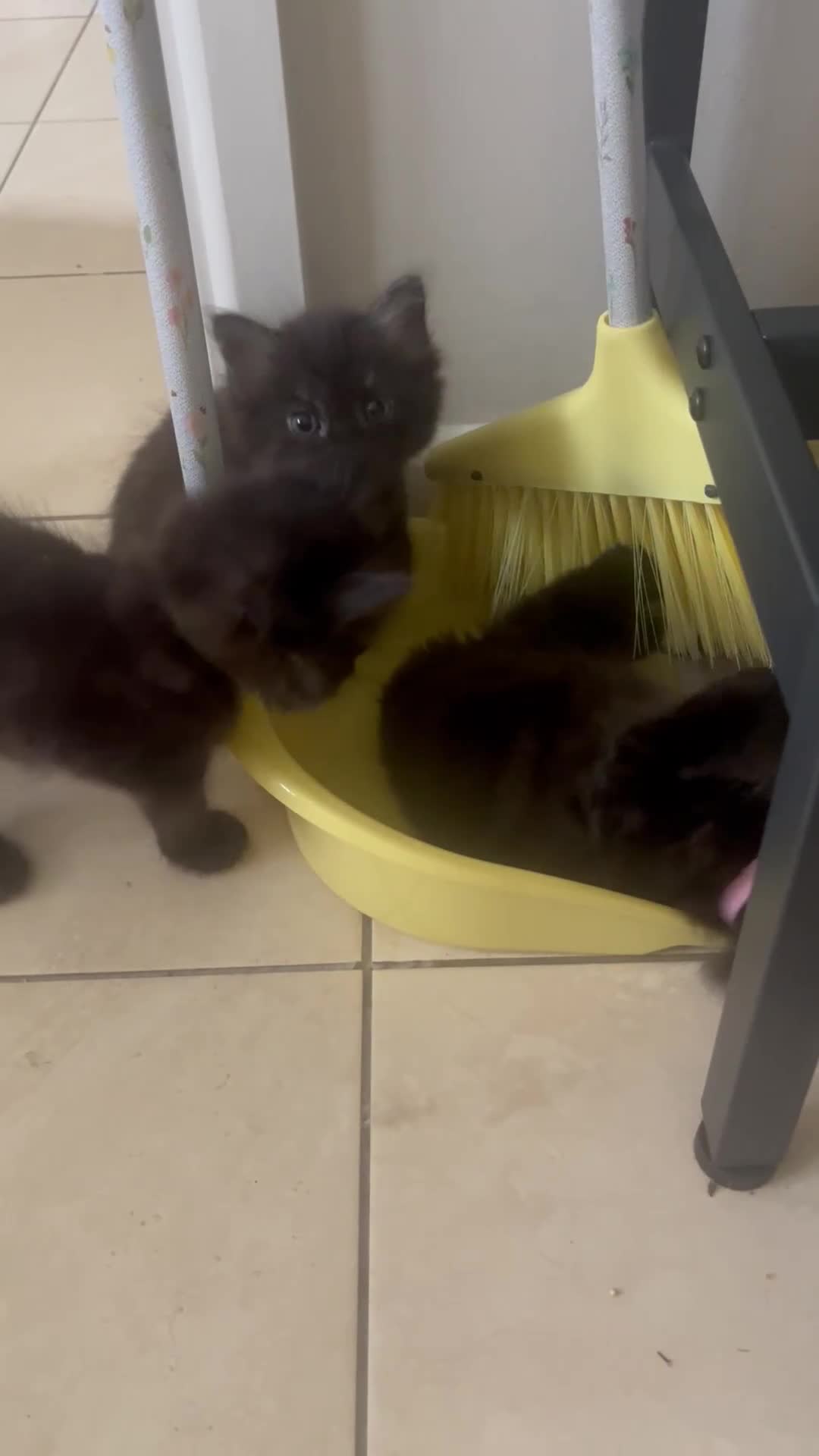 Mixed Breed cats for sale: 2 Black Fluffy Kittens (15wk old brothers) - Video 1