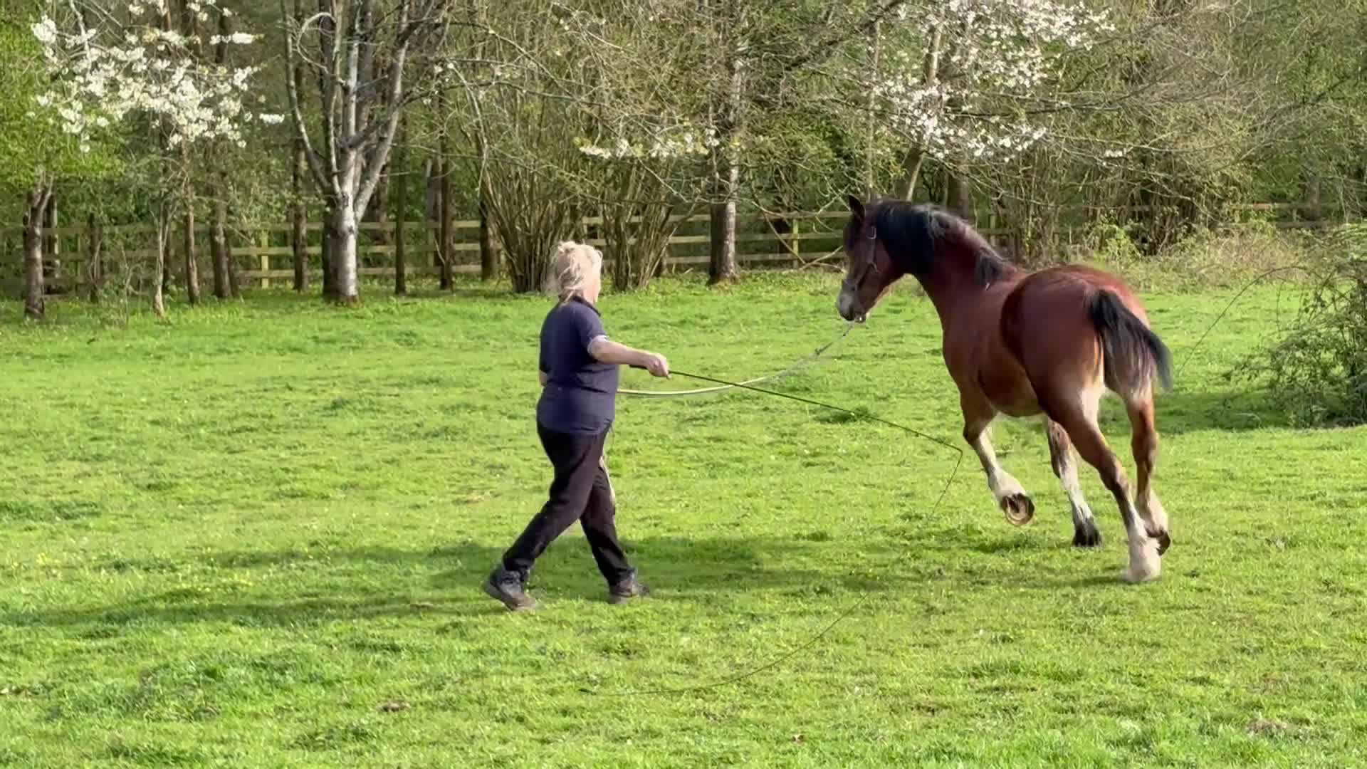 Welsh Section D horses for sale: Perfect summer project! Welsh sec D gelding  in Taunton - Video 3