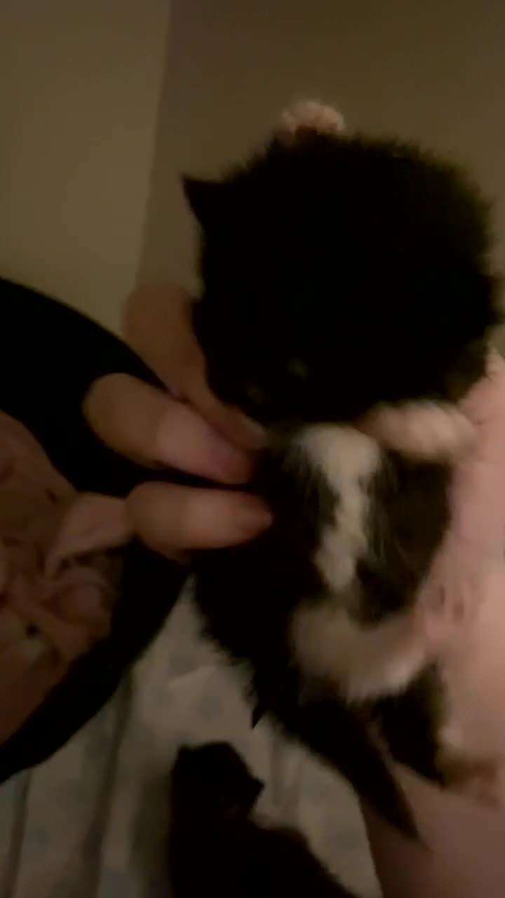 Mixed Breed cats for sale: Kittens for sale - Video 2