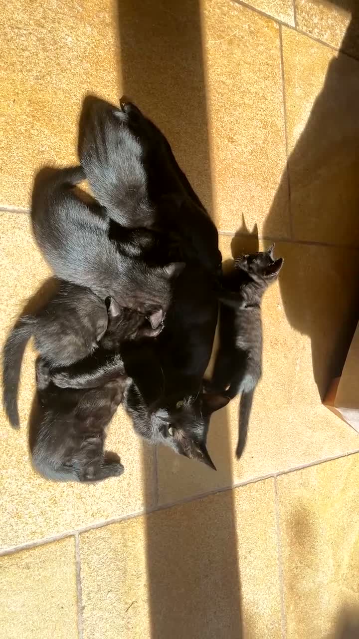 Mixed Breed cats for sale: 6 adorable black kittens for sale - Video 4