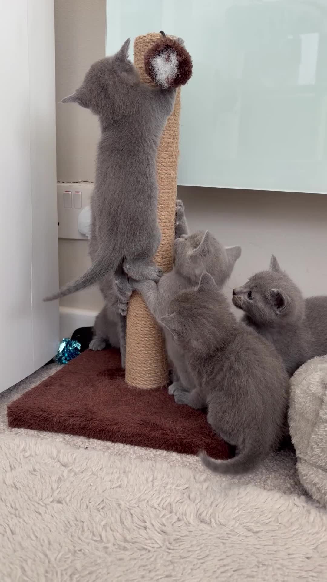 Russian Blue cats for sale: 6 Stunning GCCF Russian Blue Kittens 🐾  - Video 5