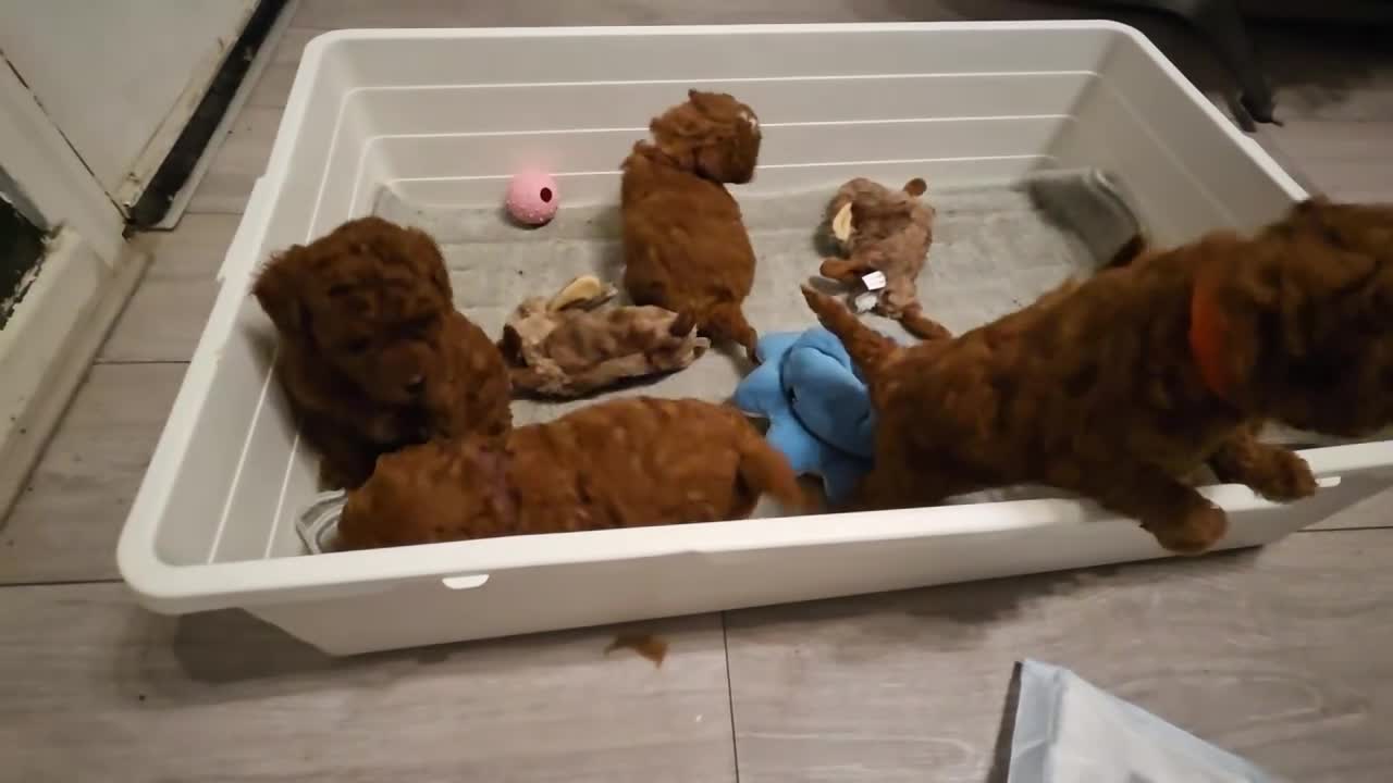Cavapoo dogs for sale: 4x Asian Toy Poodle X Cavapoo Puppies  - Video 1