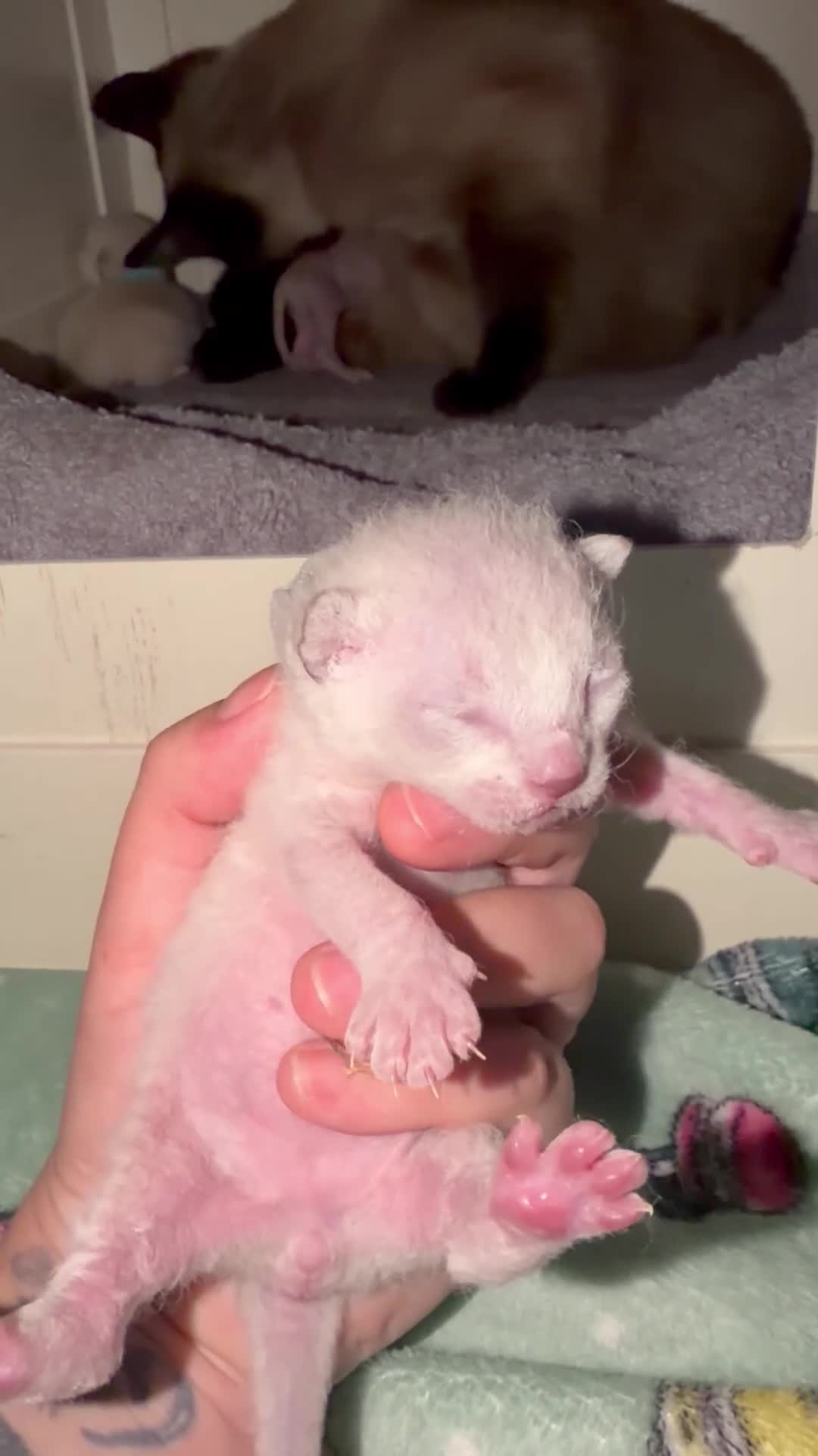Mixed Breed cats for sale: Stunning Sphynx x ragdoll  - Video 3