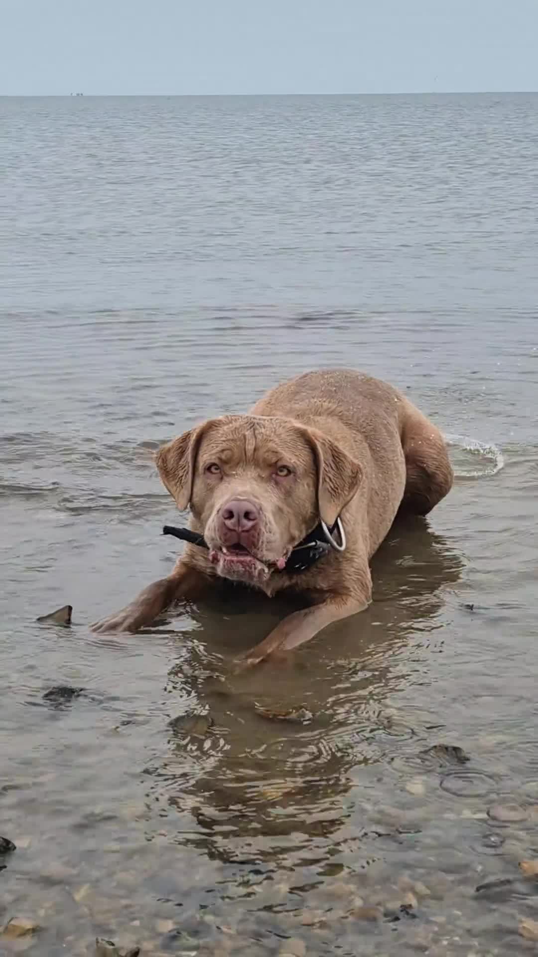 Mastiff dogs for sale: MASTIFF pups for sale in Whitstable - Video 2