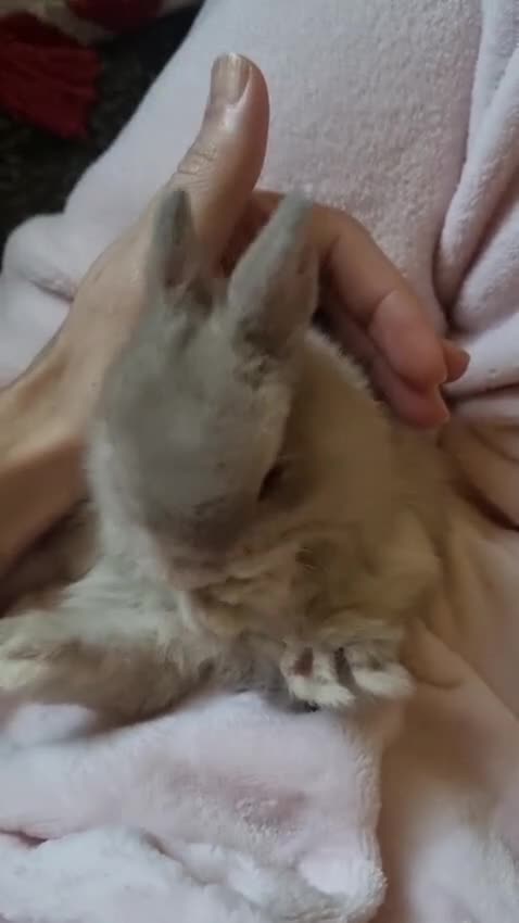 Netherland Dwarf rabbits for sale: Baby Pure Bred Netherland Dwarf - Agouti Female - Video 1