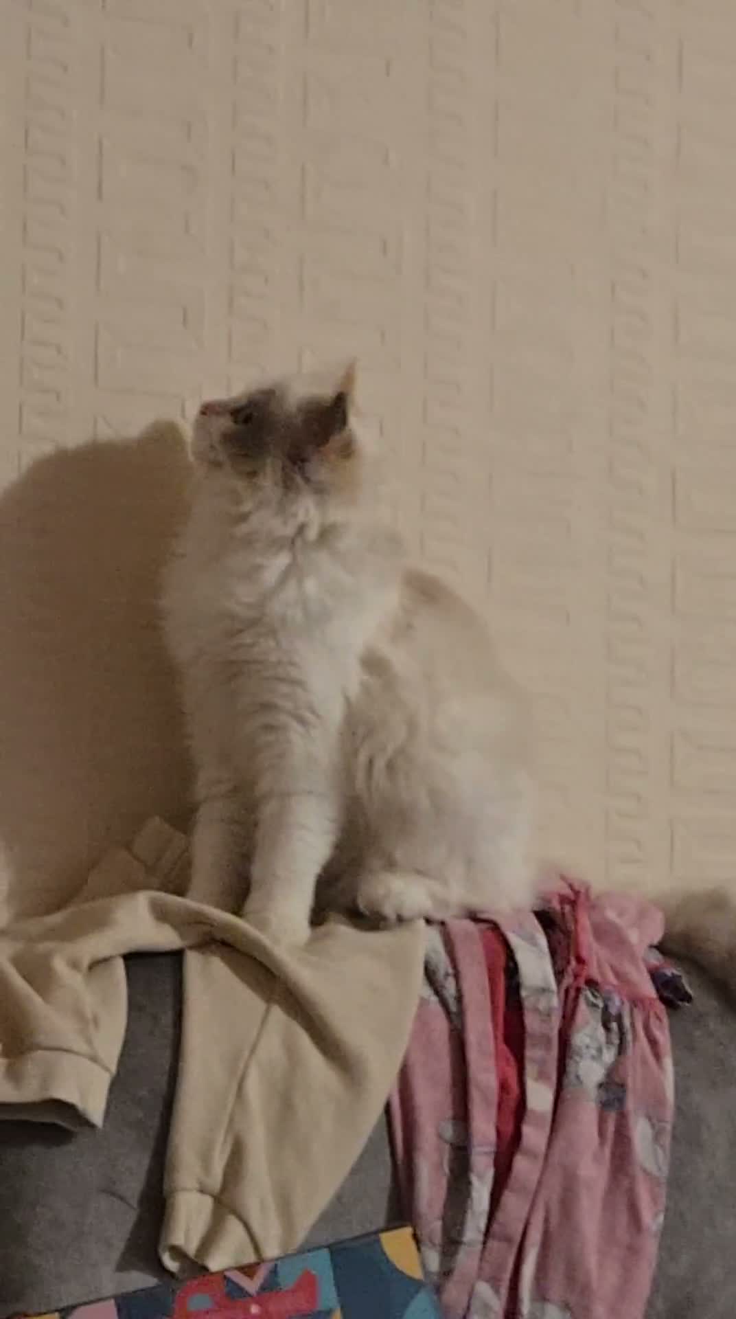 Ragdoll cats for sale: Shadow  - Video 1