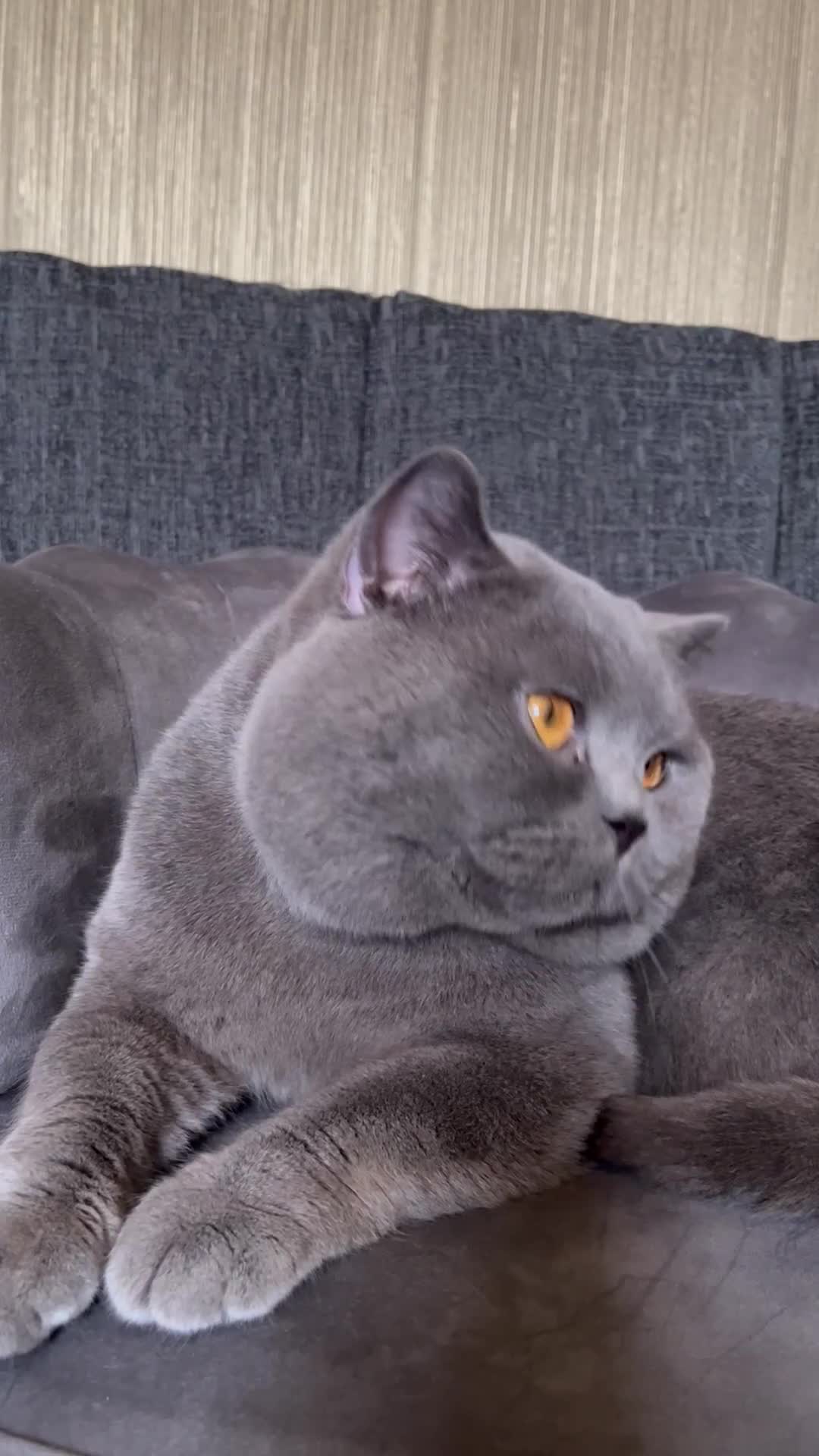 British Shorthair cats for sale: Our gorgeous boy  - Video 3