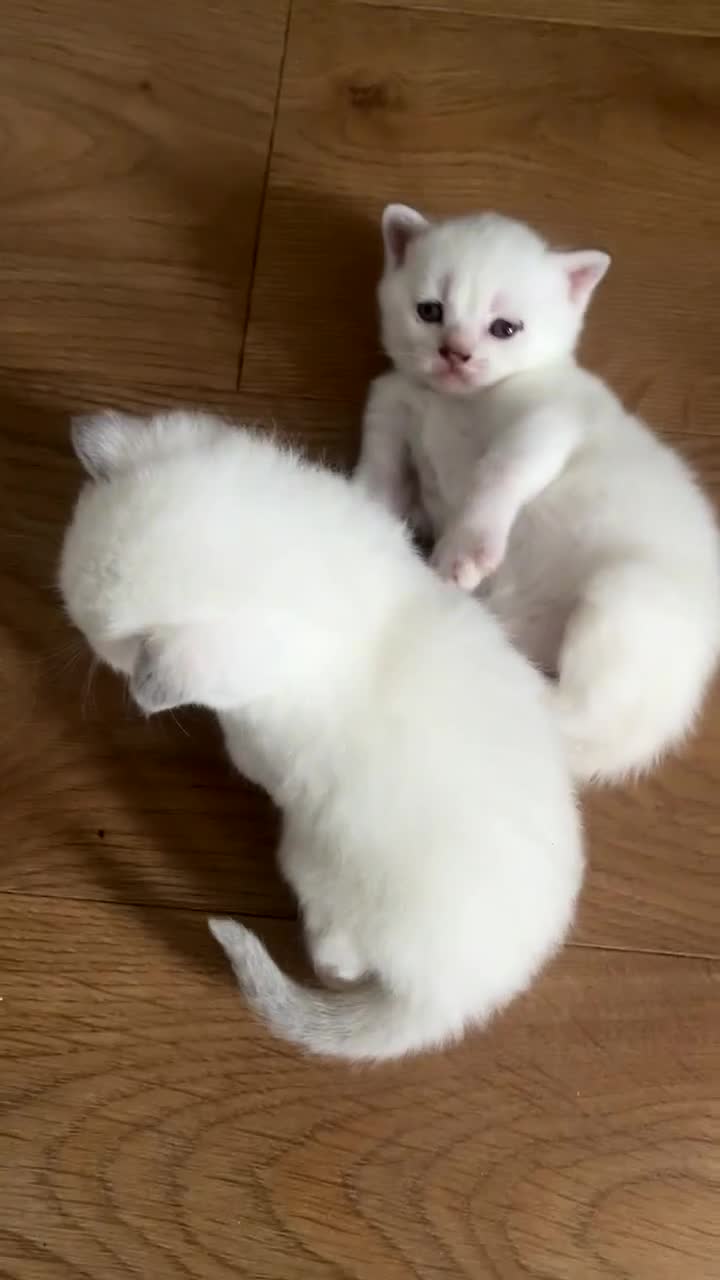 British Shorthair cats for sale: British Shorthair Kittens - Video 5