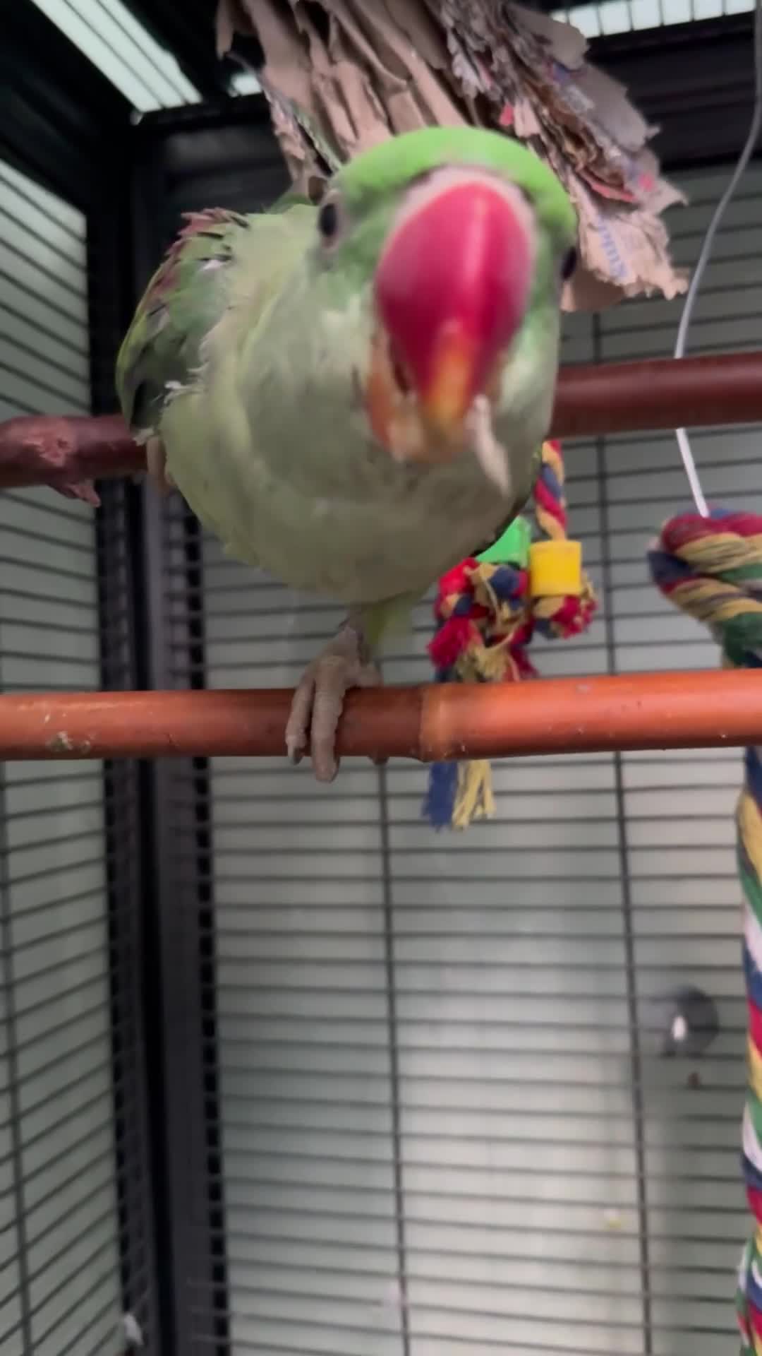 Parrots birds for sale: Alexandrine Parrot 1 year old in London - Video 1