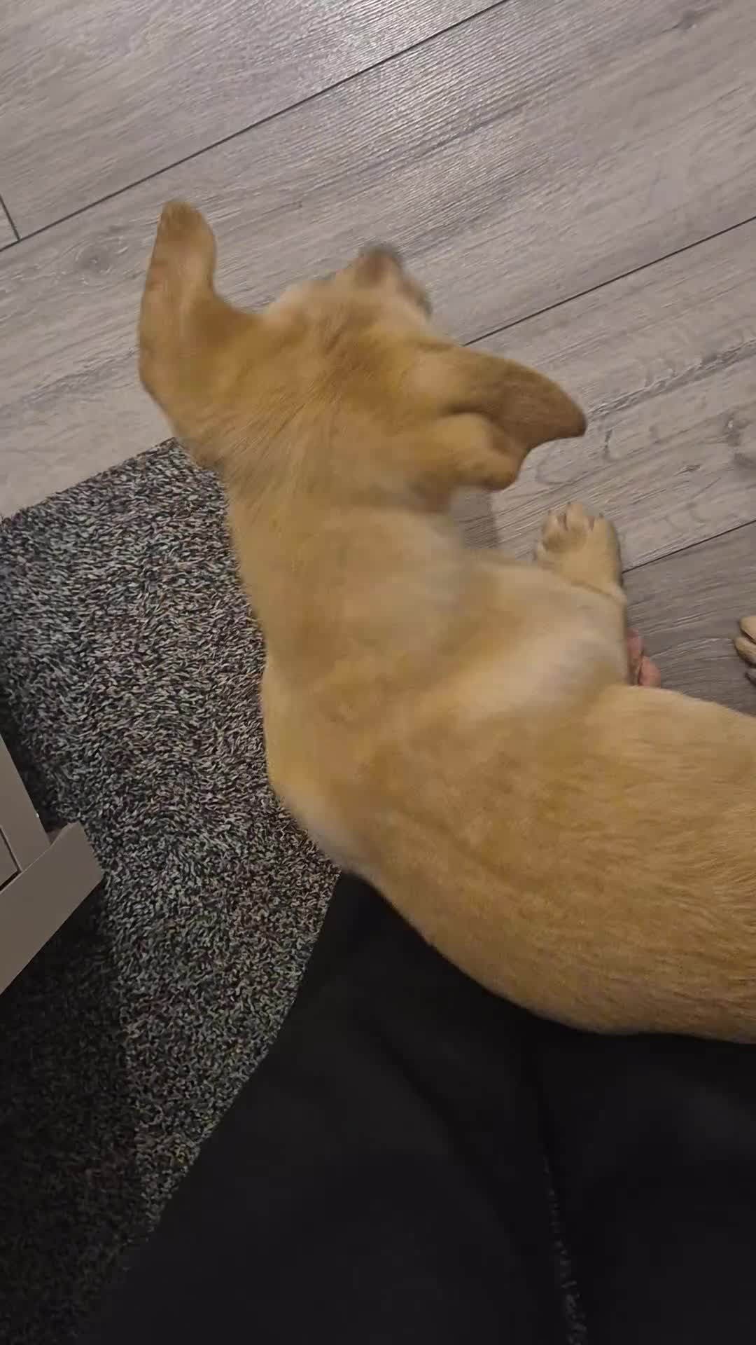 Labrador Retriever dogs for sale: Labrador Retriever last puppy  - Video 1