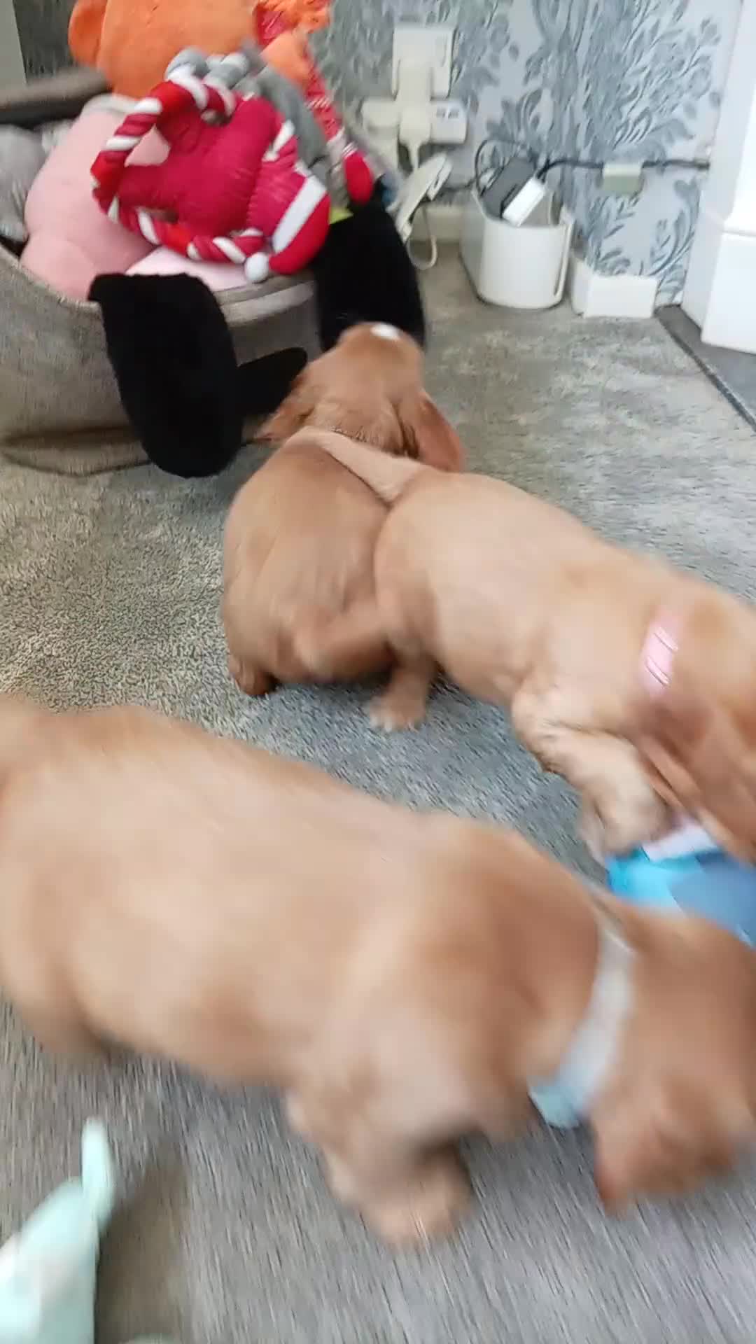 Cocker Spaniel dogs for sale: 5 Beautiful Golden Cocker Spaniel Puppies - Video 2