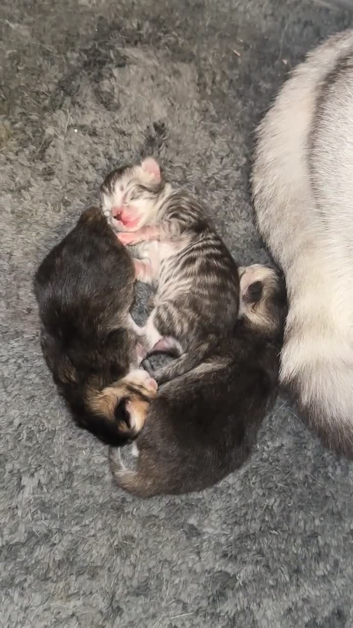 Mixed Breed cats for sale: Rare British Longhair x Scottish straight Kittens✨ - Video 3