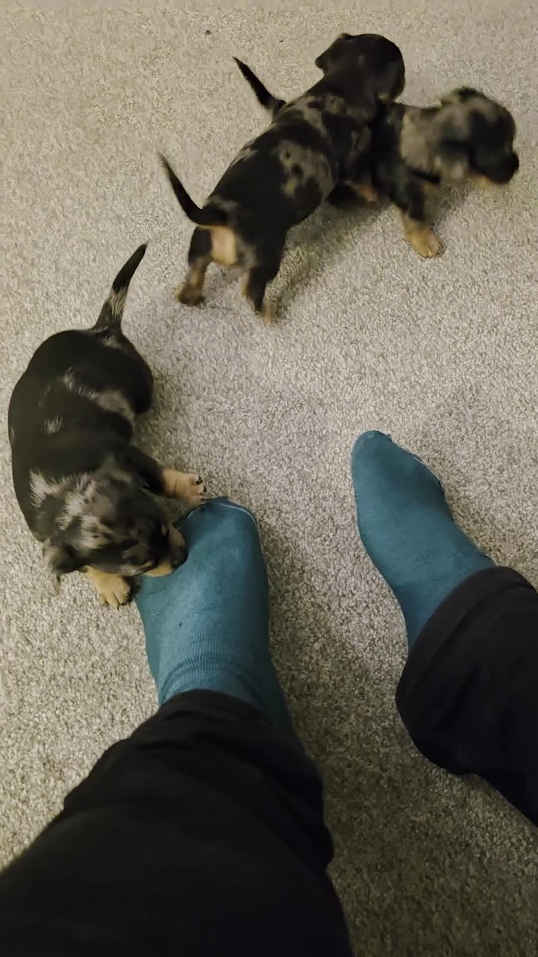 Mixed Breed dogs for sale: Miniature Dapple Dachshund X Miniature Chorky - Video 1