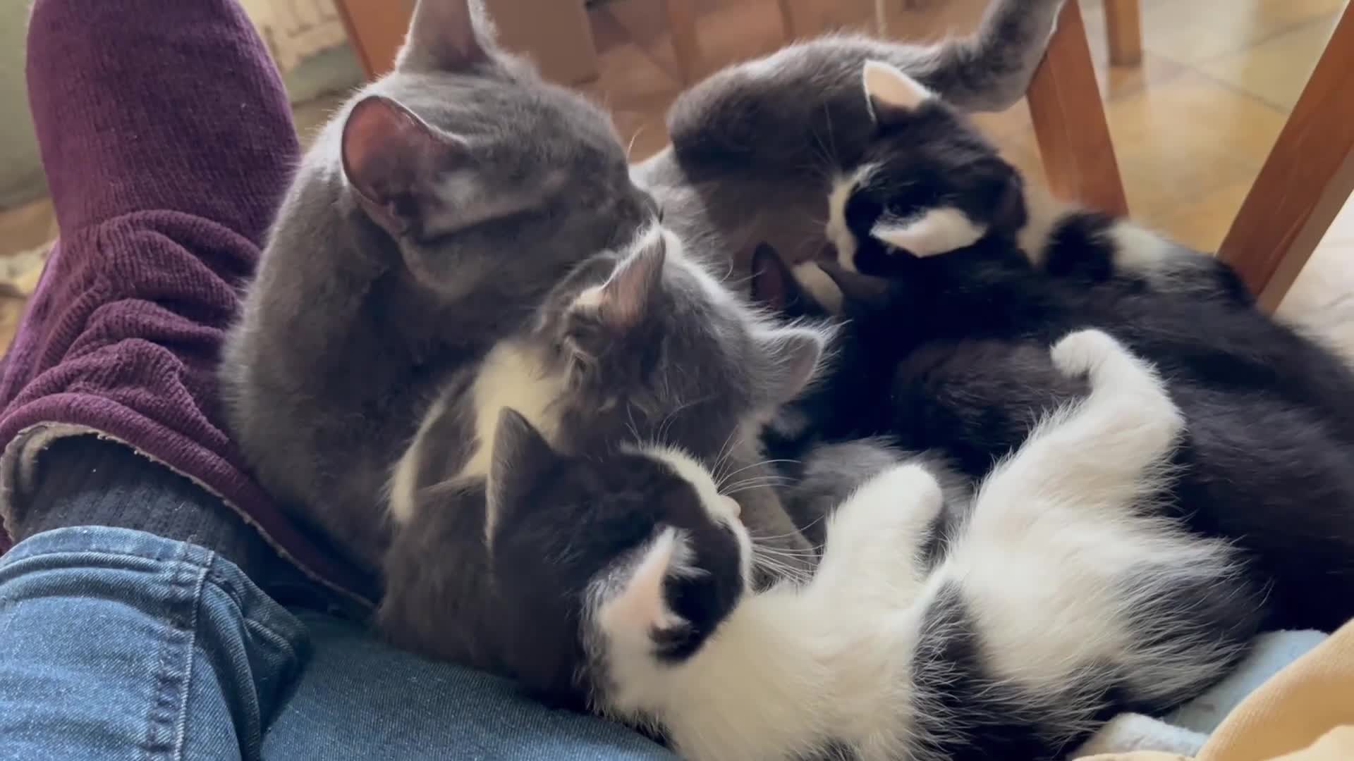 Mixed Breed cats for sale: Kittens for sale, farm bred, home reared in Chippenham - Video 1