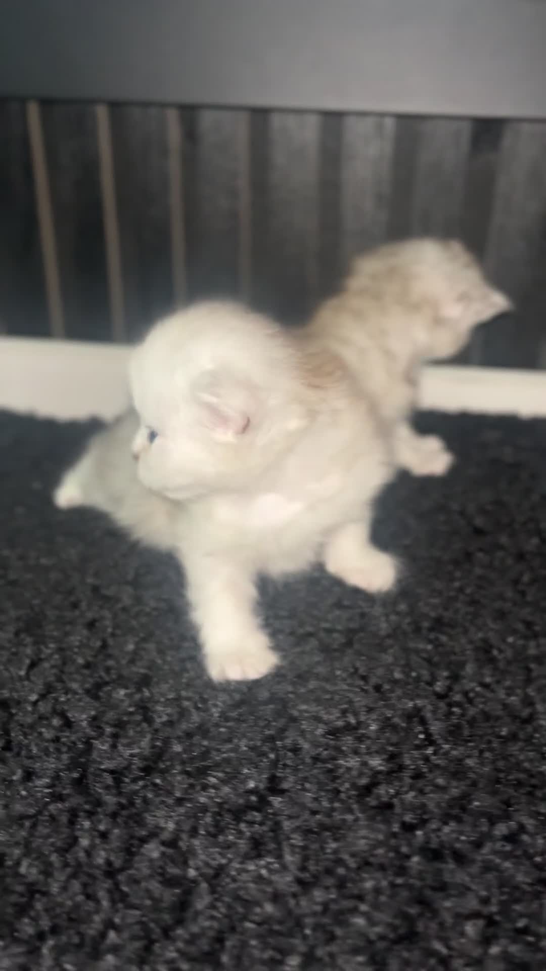 Persian cats for sale: Gorgeous Chinchilla Persian cat in Birmingham - Video 1