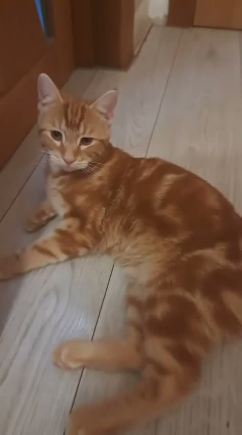 Siberian cats for sale: Stunning kittens ♥️ for someone special.  - Video 1