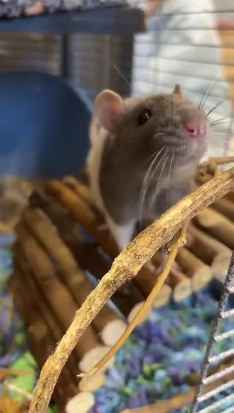 Rat rodents for sale: Two male rats  - Video 2