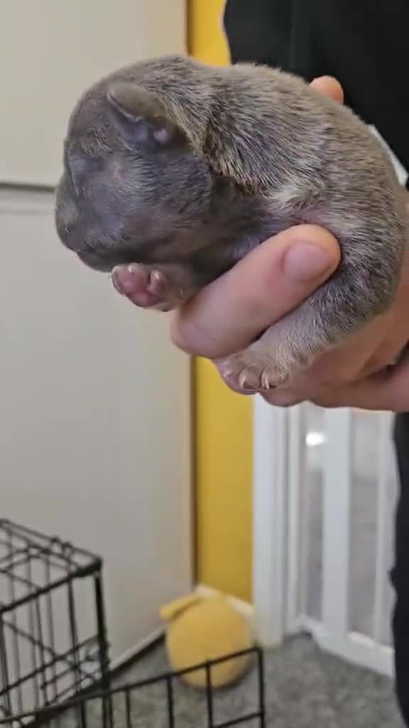 Frug dogs for sale: Frugs  - Video 2