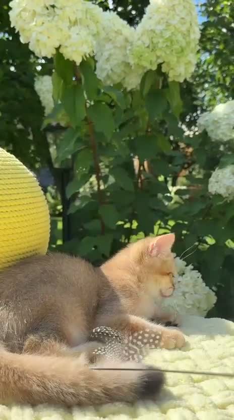 British Shorthair cats for sale: Handsome BSH Boy Black Golden Shaded (ny 11) - Video 1