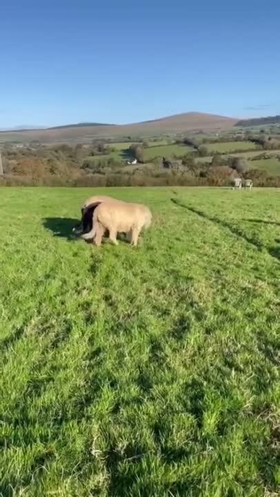 Irish Wolfhound dogs for stud: Irish Wolfhound Stud - Video 1