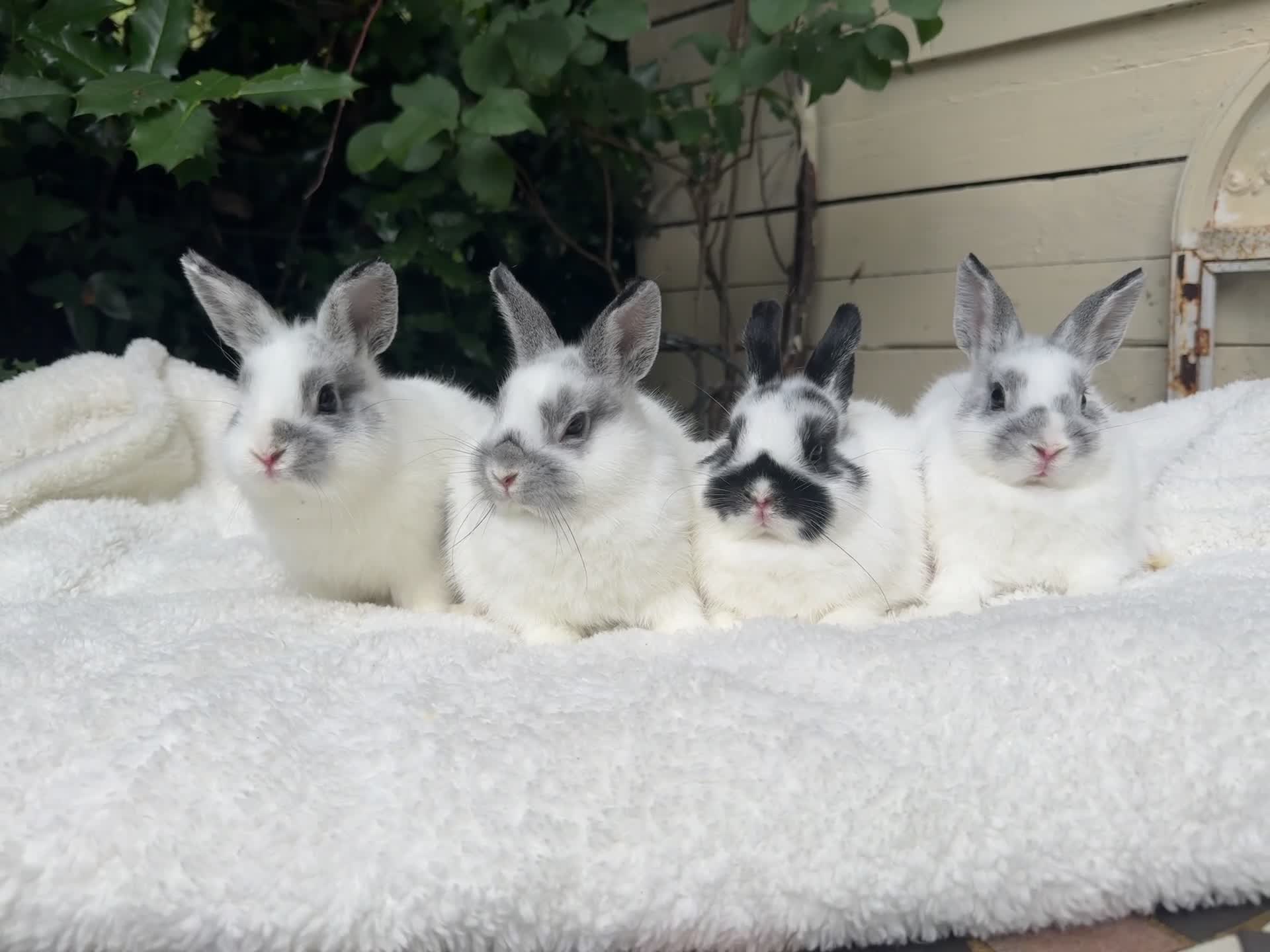 Netherland Dwarf rabbits for sale: Pedigree Netherland dwarf - Video 1