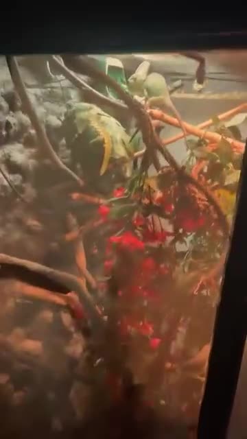 Chameleon reptiles for sale: Yemen chamelon  in Durham - Video 1