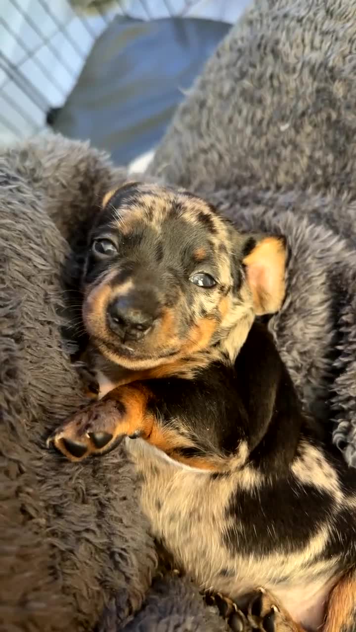 Miniature Dachshund dogs for sale: Miniature Dachshund - Video 1