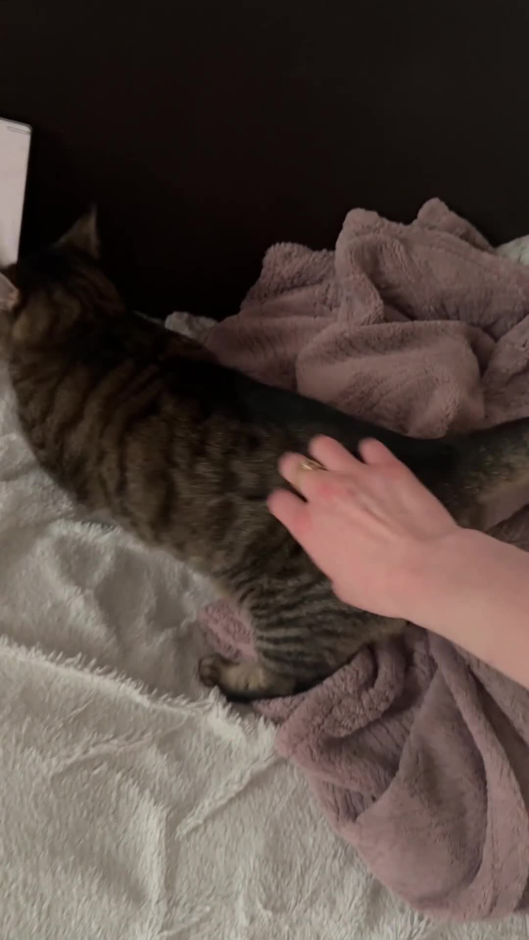 Mixed Breed cats for sale: Beautiful cat looking for loving home  in Isleworth - Video 1