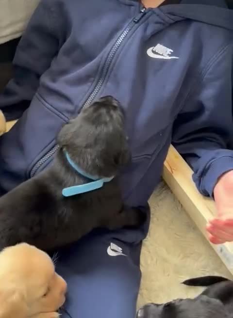 Labrador Retriever dogs for sale: Beautiful Labrador puppies in Alexandria - Video 1