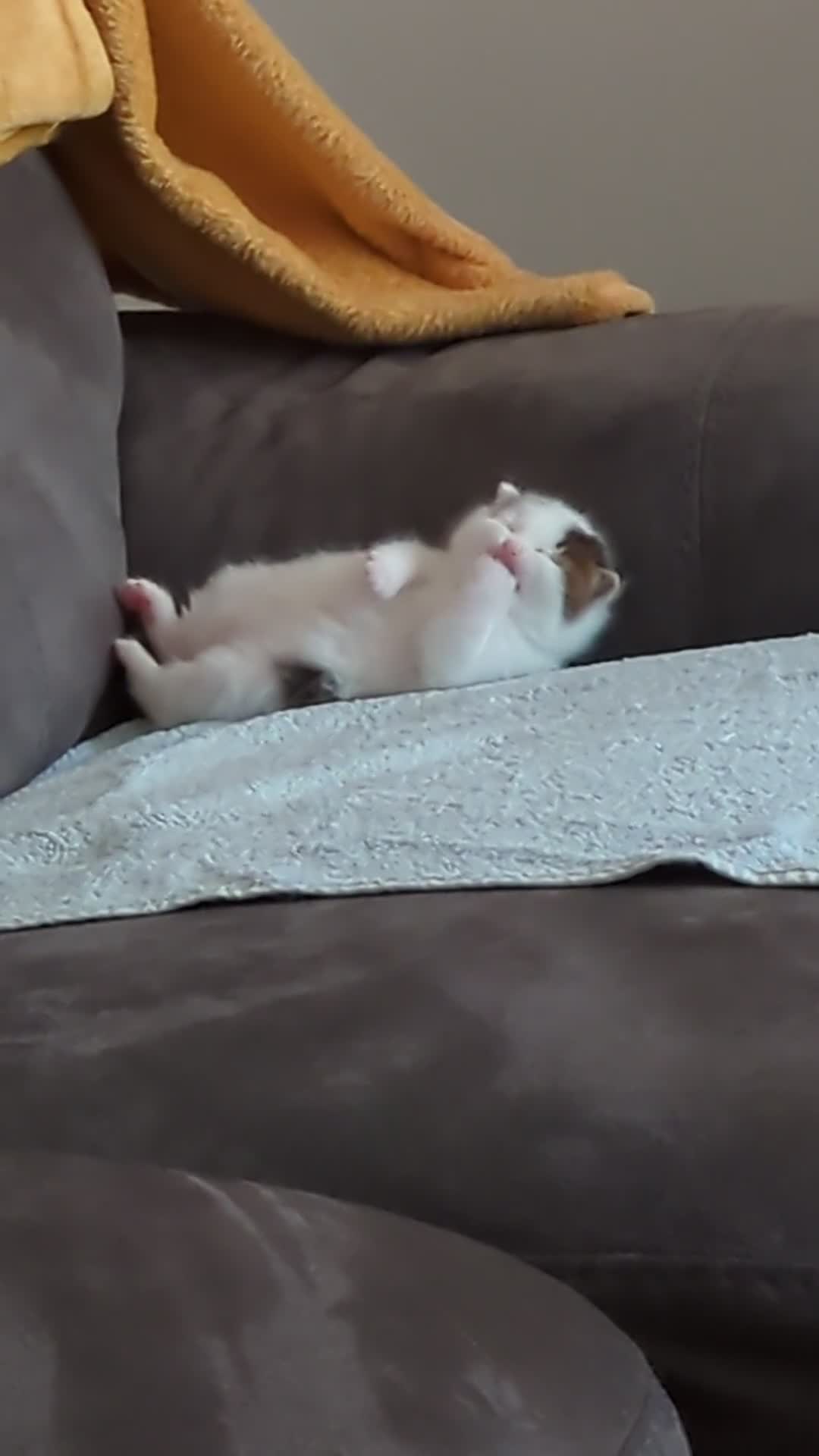 Siberian cats for sale: Unique Female Siberian Kitten - Video 1