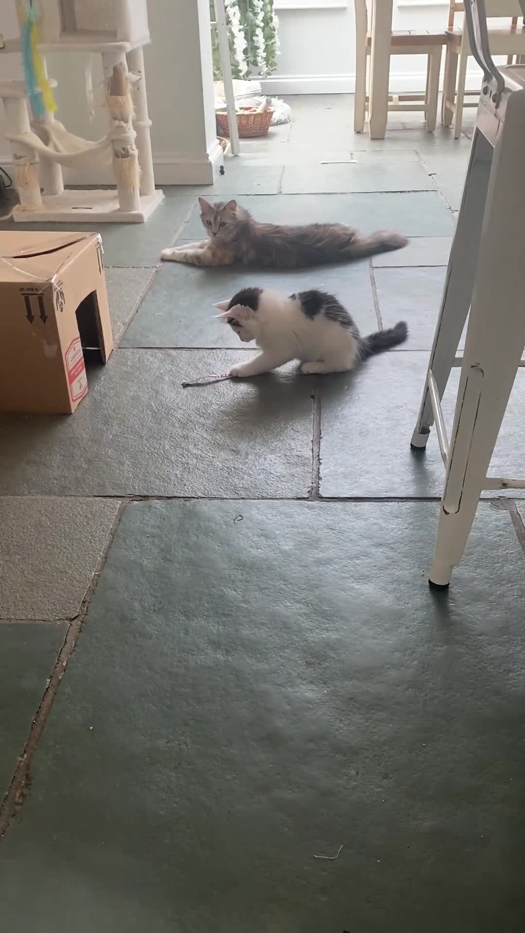 Mixed Breed cats for sale: Part Ragdoll Kittens Looking for Forever Families - Video 1