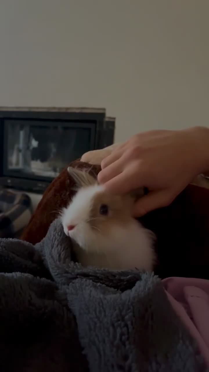 Lionhead rabbits for sale: two friendly rabbits  with a pen,accessories etc  - Video 1