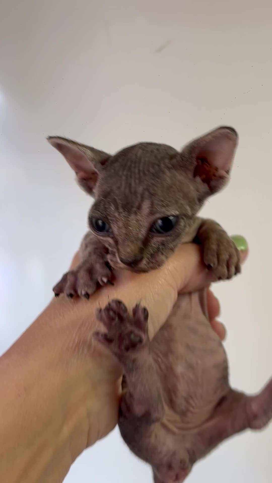 Sphynx cats for sale: BAMINO SPHYNX FEMALE KITTEN TICCA REGISTER ACTIVE - Video 1