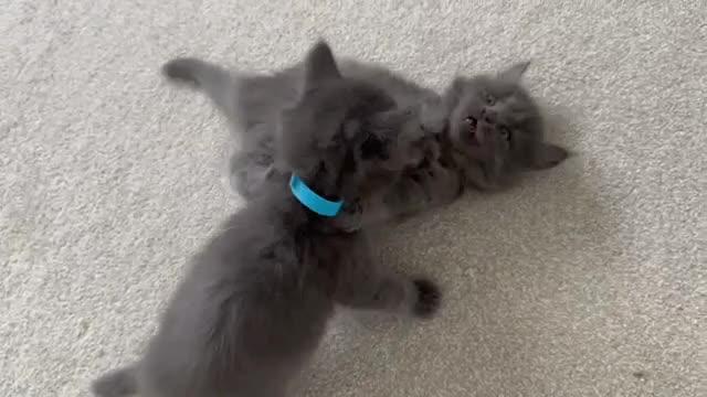 Maine Coon cats for sale: Rare Maine Coon/Russian Blue Kittens - Video 1