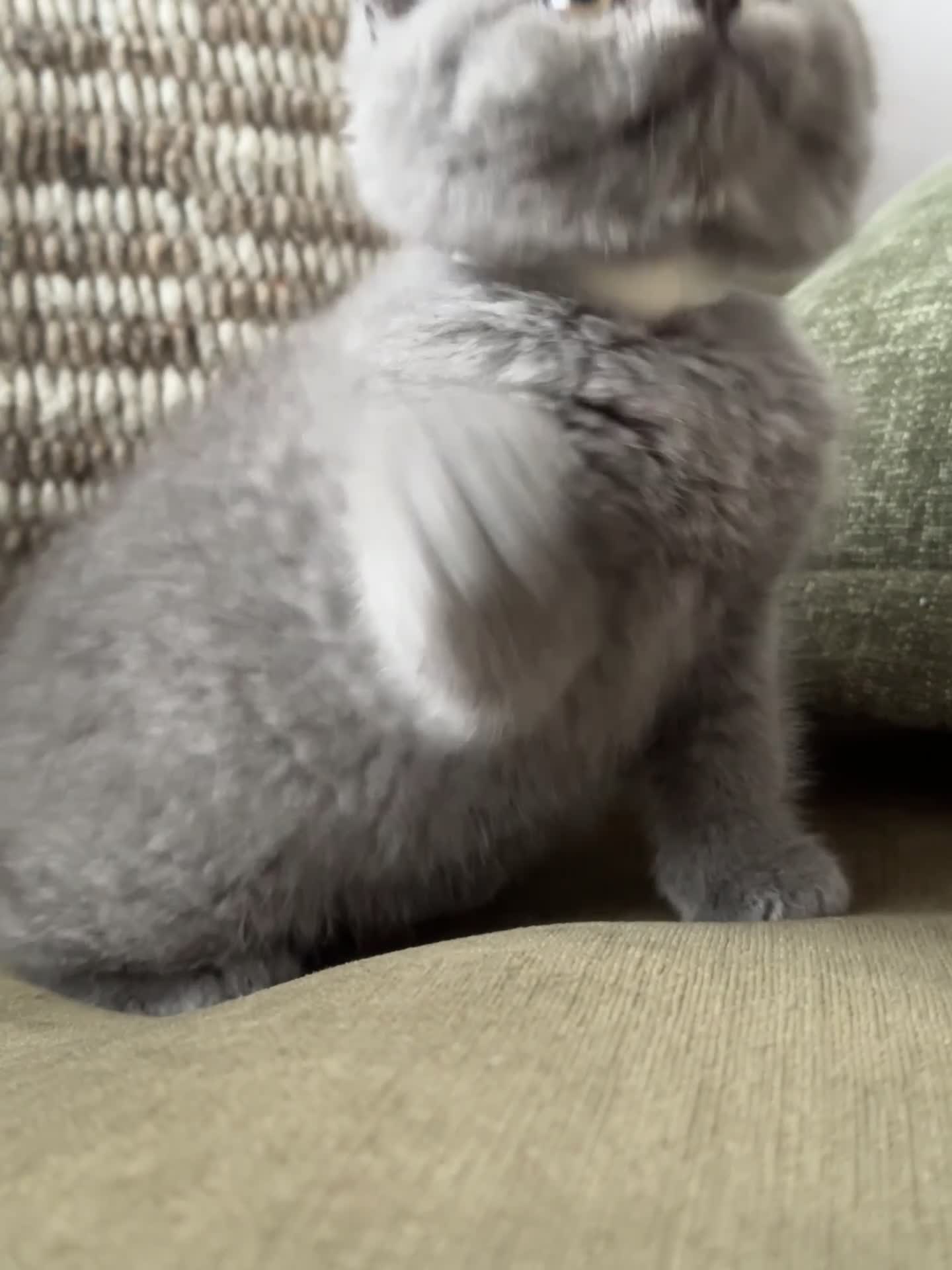 British Shorthair cats for sale: GCCF Registered British Shorthair kittens  - Video 3