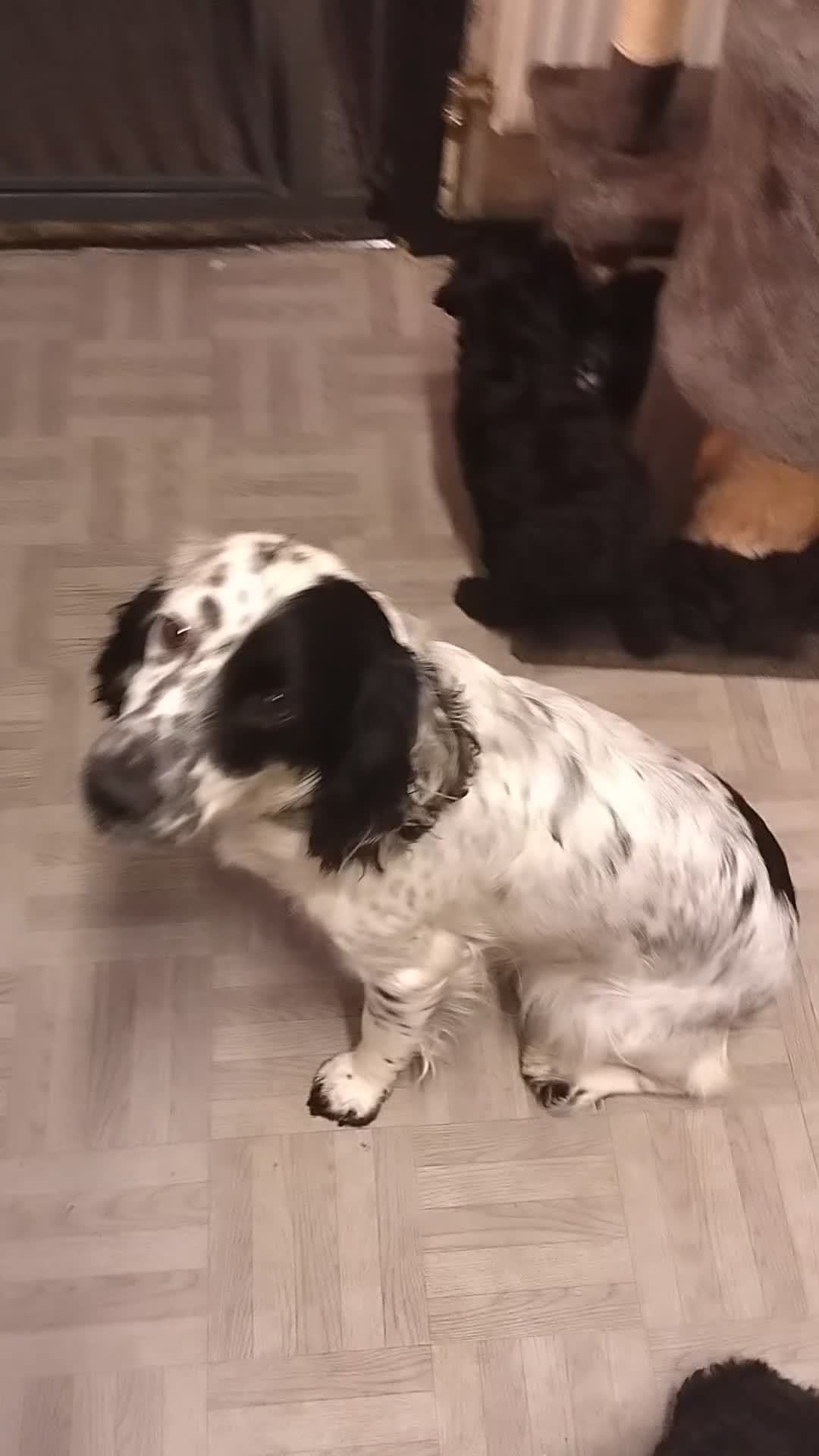 Cockapoo dogs for sale: F1 working cockapoo puppies - Video 1