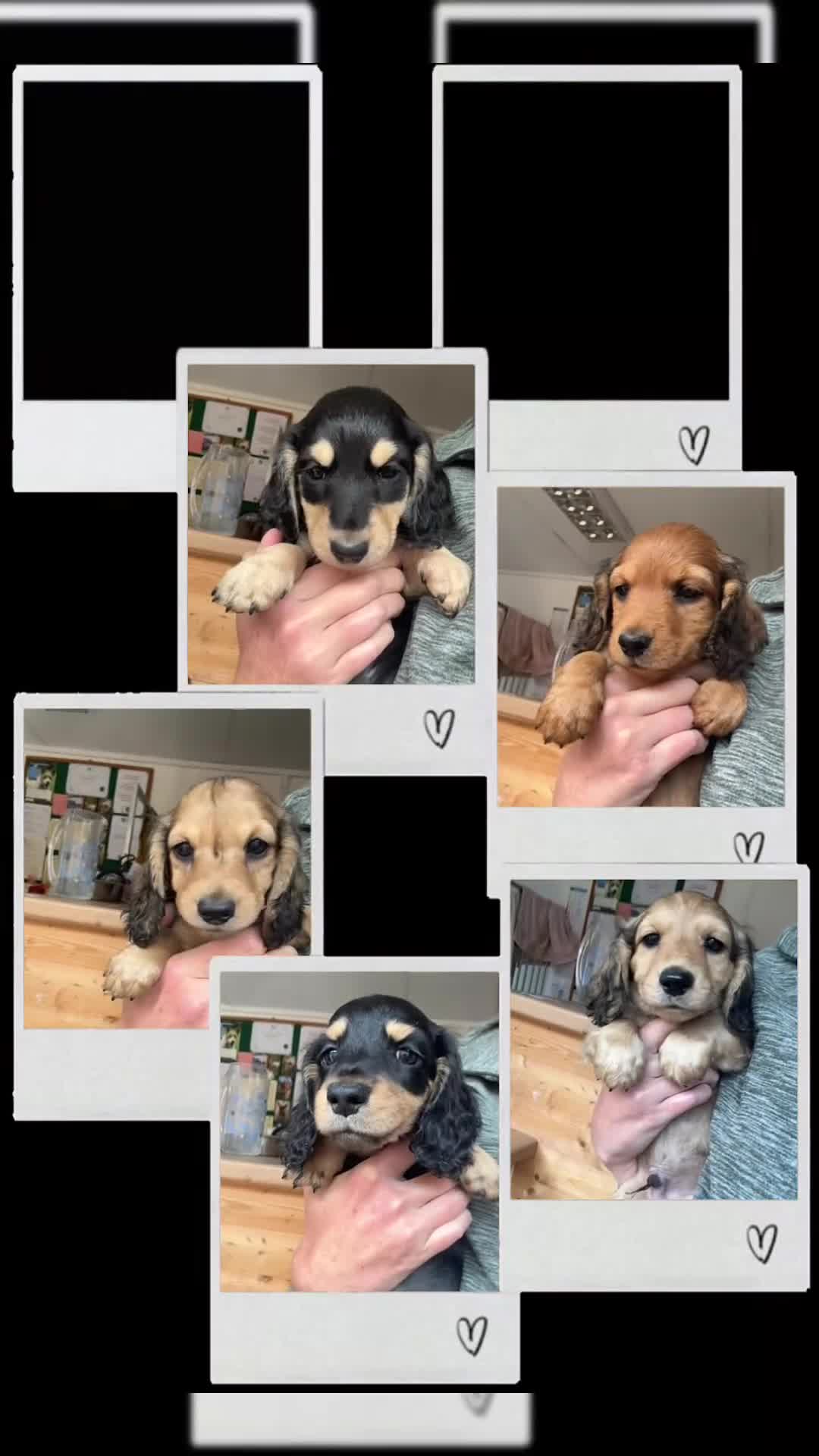 Miniature Dachshund dogs for sale: Long haired miniature dachshunds  - Video 1
