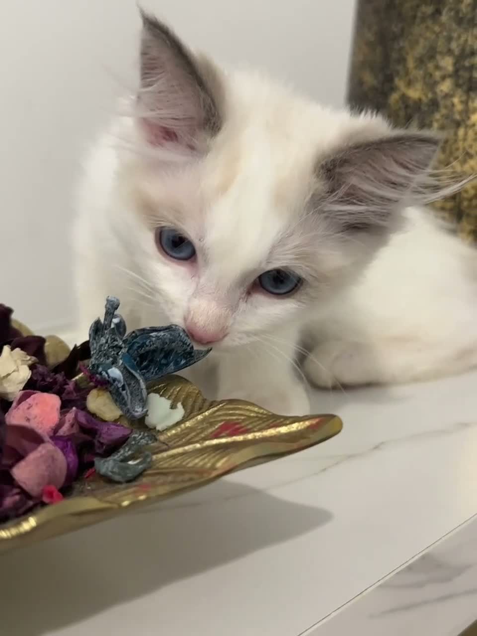 Ragdoll cats for sale: Tica register kittens awailable now  - Video 1