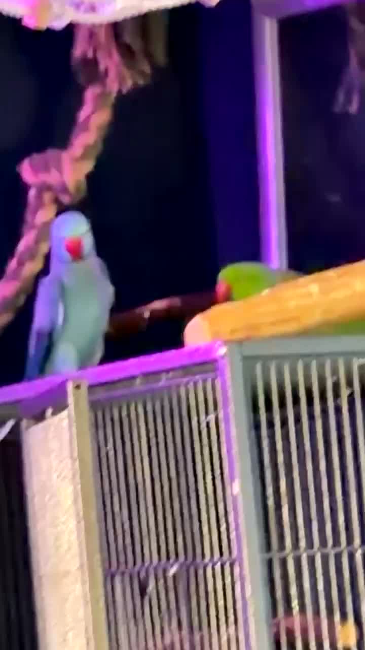 Parakeets birds for sale: Bluey the ringneck - Video 5