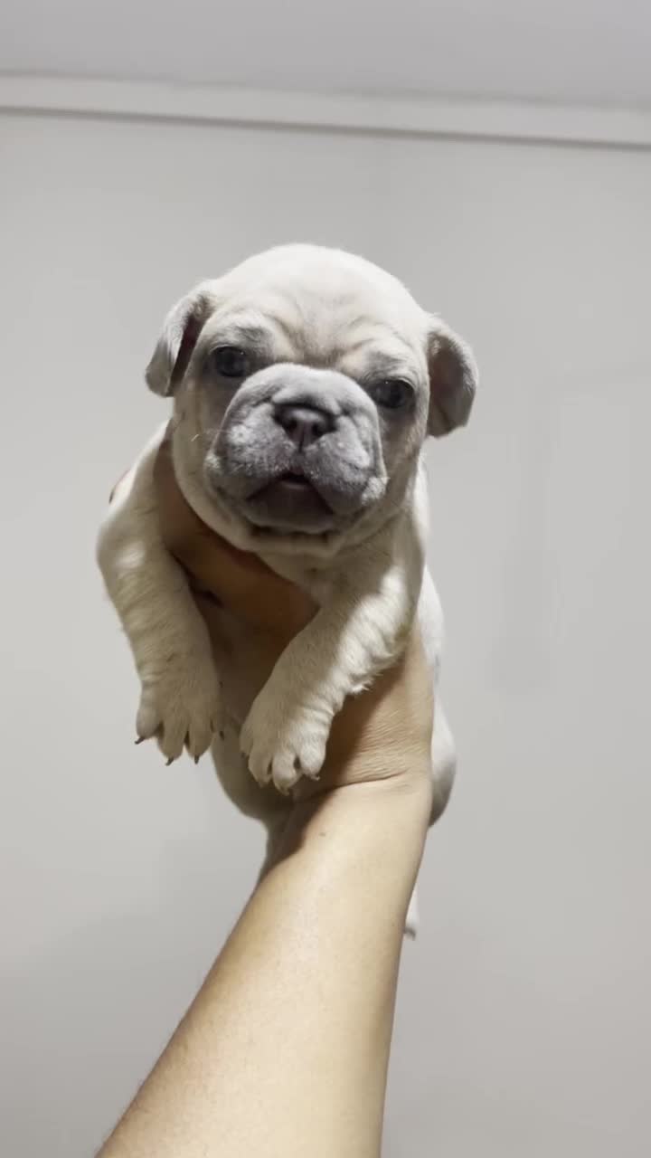 French Bulldog dogs for sale: 2 French Bulldog Boys-Blue Tan/Blue Fawn-ReadyNow  - Video 1