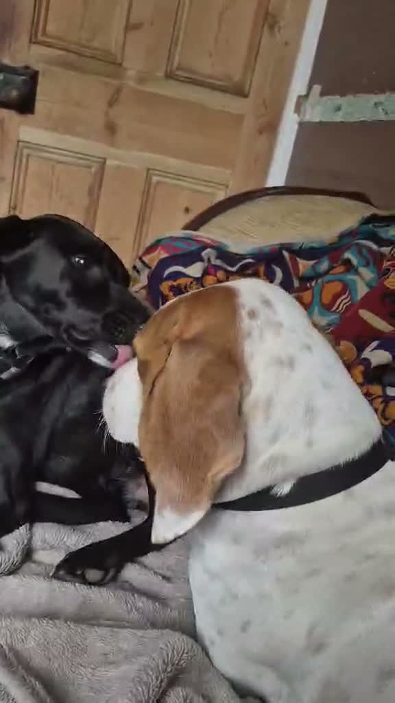 Mixed Breed dogs for adoption: Lucky, dream boy beagle cross pointer 14 mth old  - Video 1