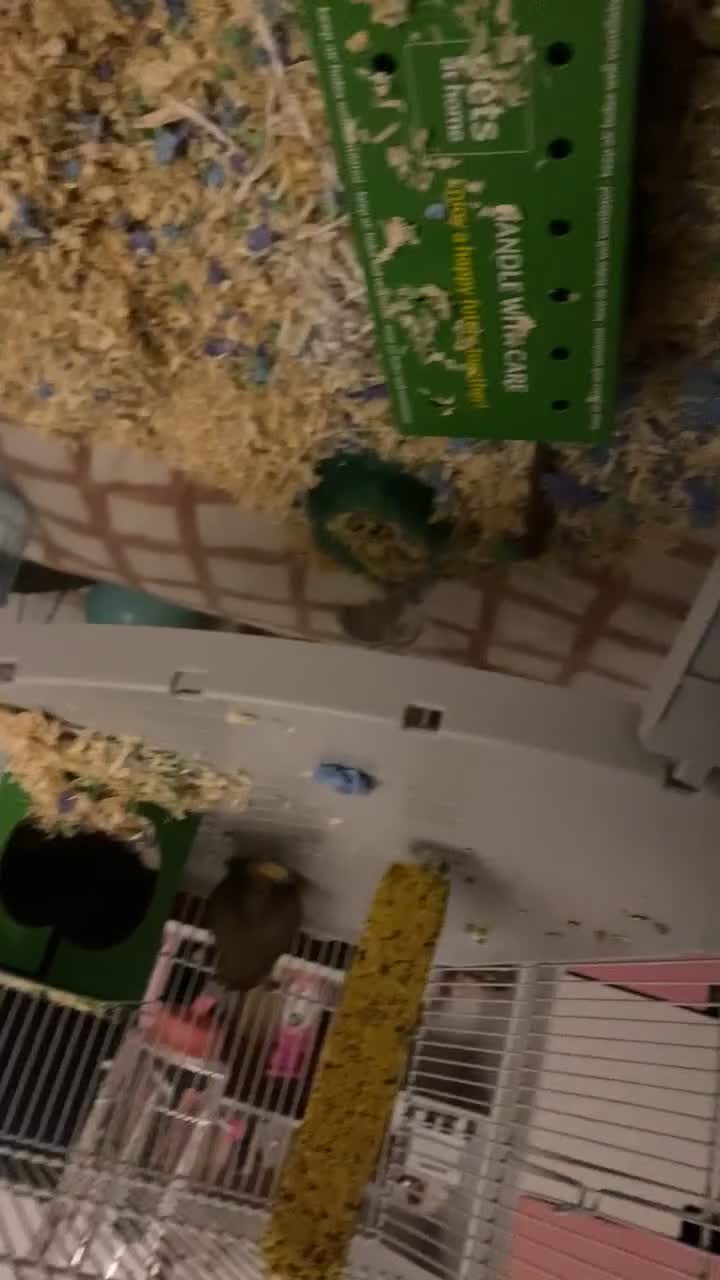 Gerbil rodents for sale: Please read description  - Video 1
