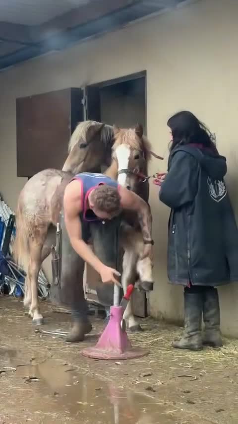 Haflinger horses for sale: Gorgeous yearling filly for sale  - Video 1